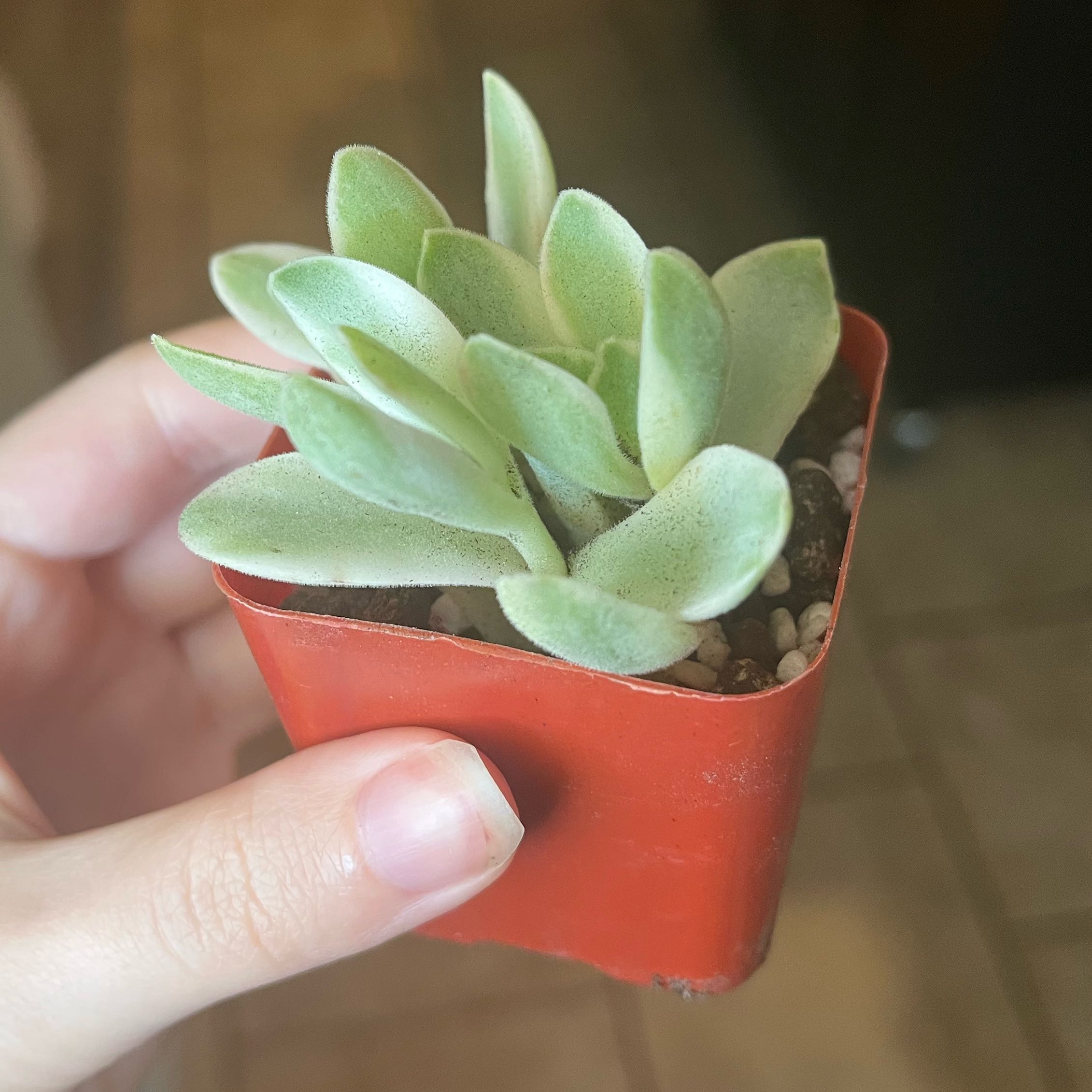 Photo of the plant species Crassula 'Money Maker' by @itsjordan named Dollar on Greg, the plant care app