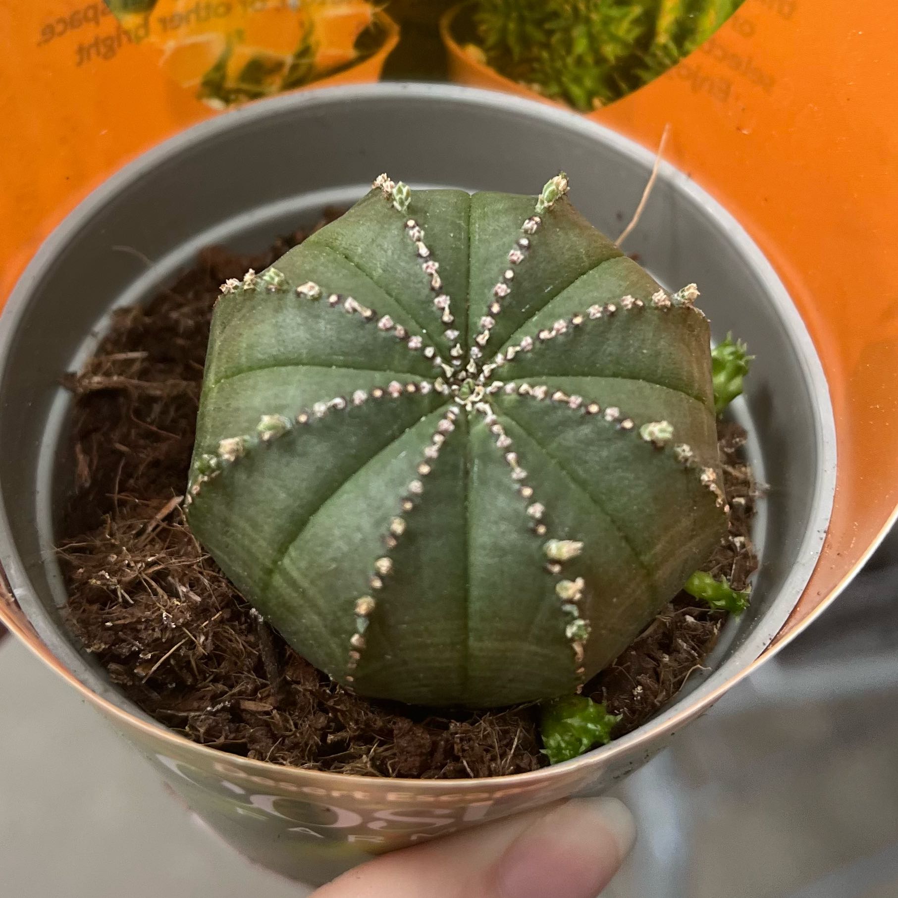 Photo of the plant species Baseball Plant by @itsjordan named Sock on Greg, the plant care app