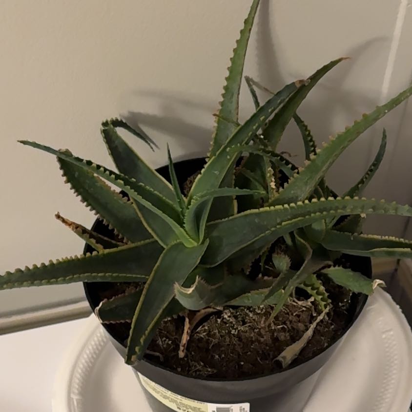 Aloe 'Swordfish' plant in a black pot with visible soil and minor browning at the leaf tips.