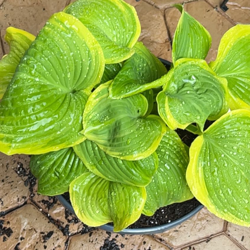 Photo of the plant species Minuteman Hosta by @PromisingAtom named Emerson on Greg, the plant care app