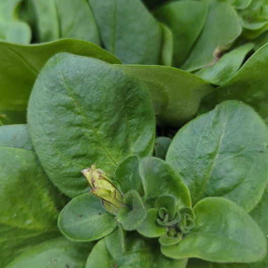 Photo of the plant species New Zealand Spinach by @SugarHardbeech named Xena on Greg, the plant care app