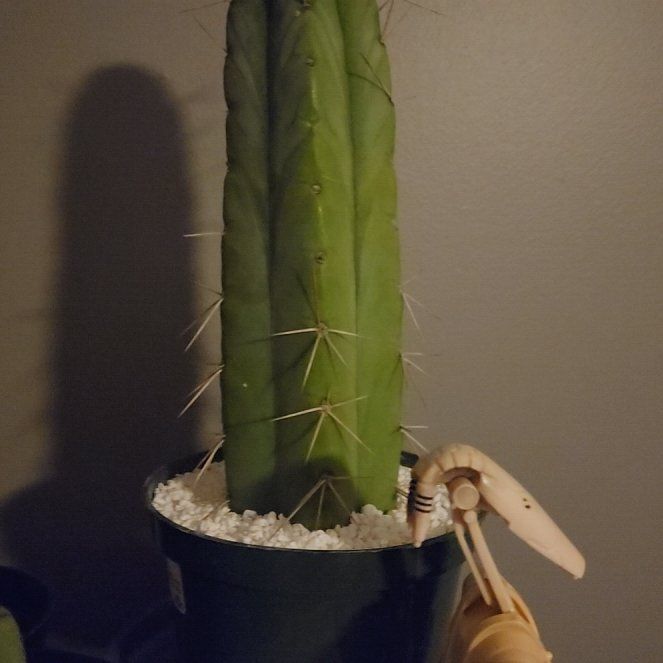 Photo of the plant species Bolivian Torch Cactus by @OpulentTurmeric named Mochi on Greg, the plant care app