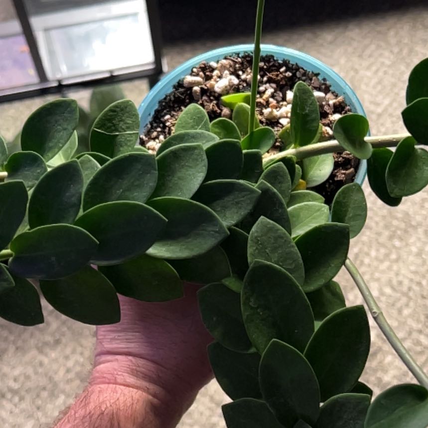 Bush Hoya plant with thick green leaves, held by a hand. Soil is visible.