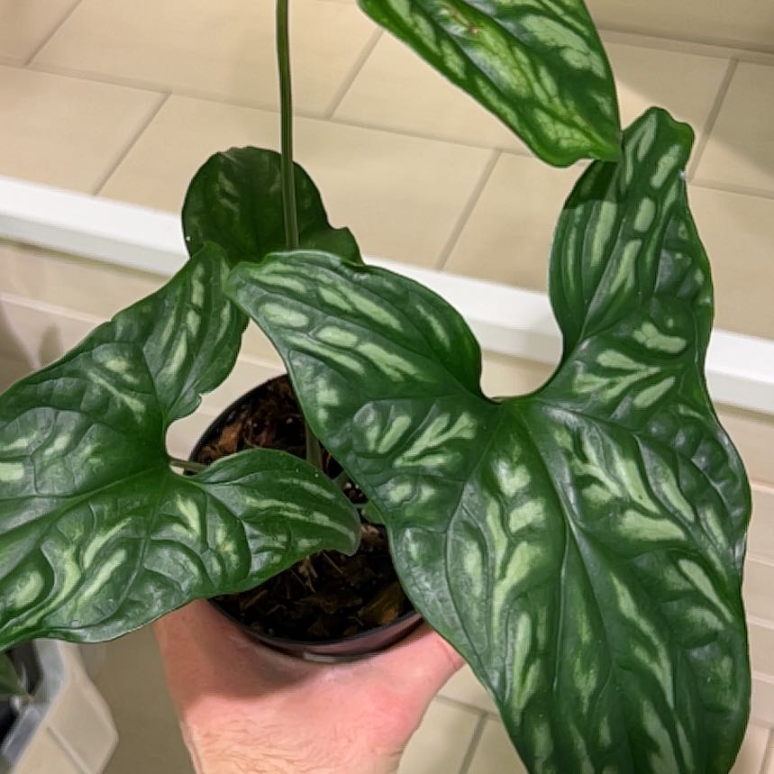Photo of the plant species Mirabilis by @AlertSweetsop named Terra on Greg, the plant care app