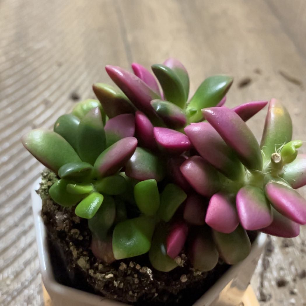 Anacampseros telephiastrum 'Variegata' succulent with green and pink leaves in a pot.