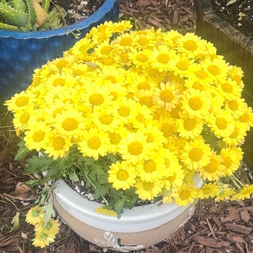 Photo of the plant species Crown Daisy by @HonoredGrapeivy named Sahara on Greg, the plant care app