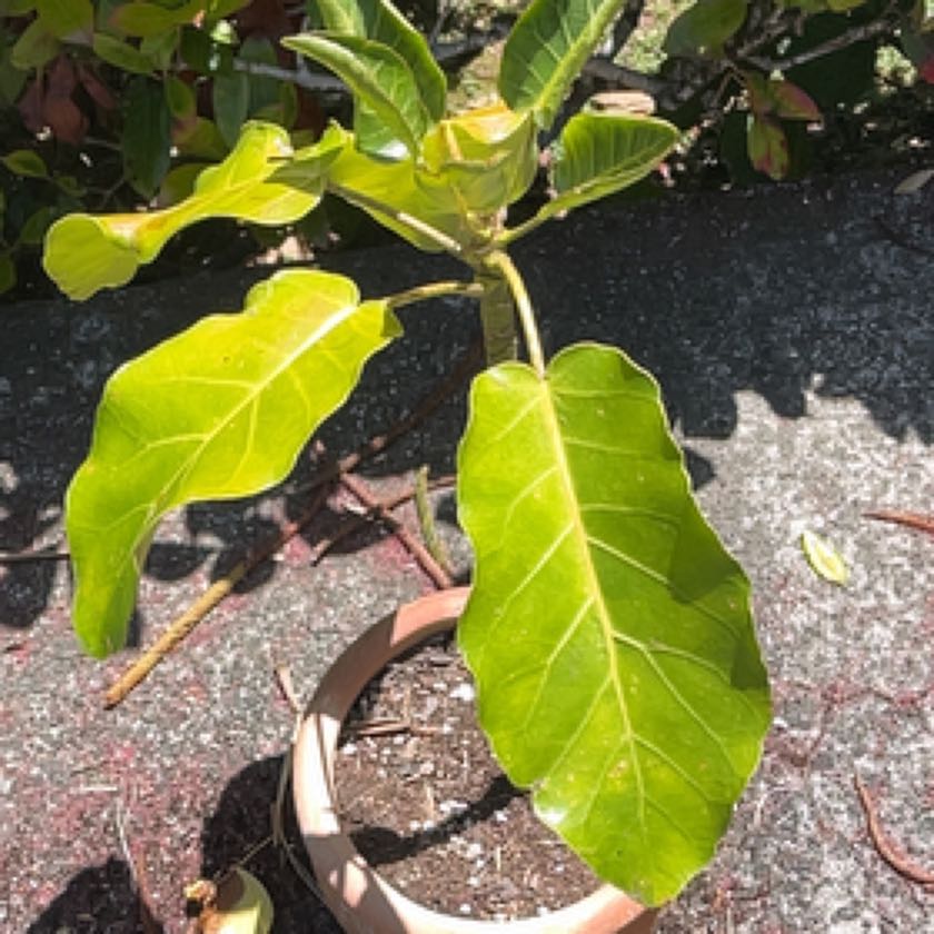 Photo of the plant species Puka by @ManlyWoodruff named Denali on Greg, the plant care app