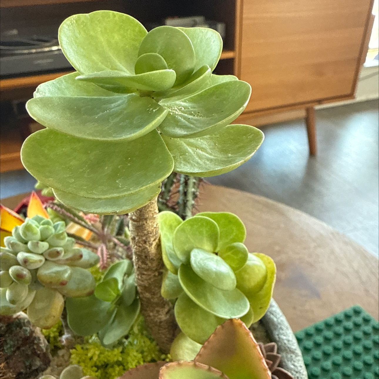 Photo of the plant species Portulaca molokiniensis 'Maraca' by @Zoso named Aria on Greg, the plant care app
