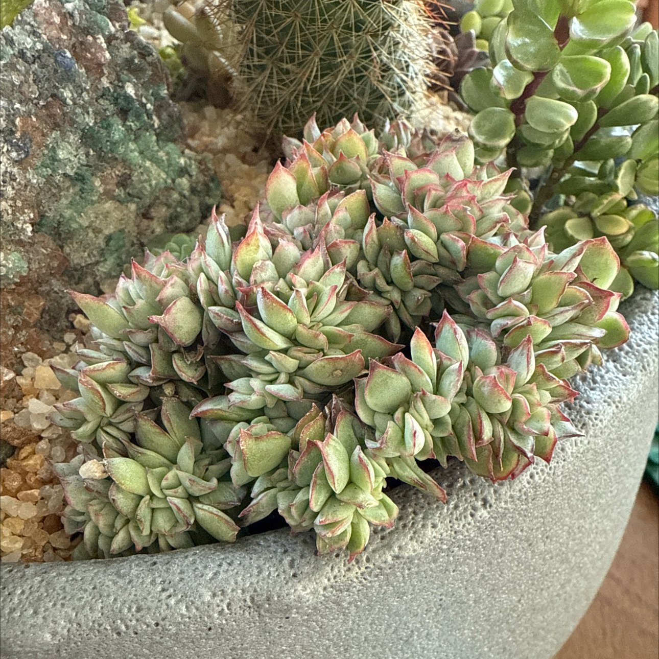 Photo of the plant species Crested Echeveria Moon Gad by @Zoso named Homer on Greg, the plant care app