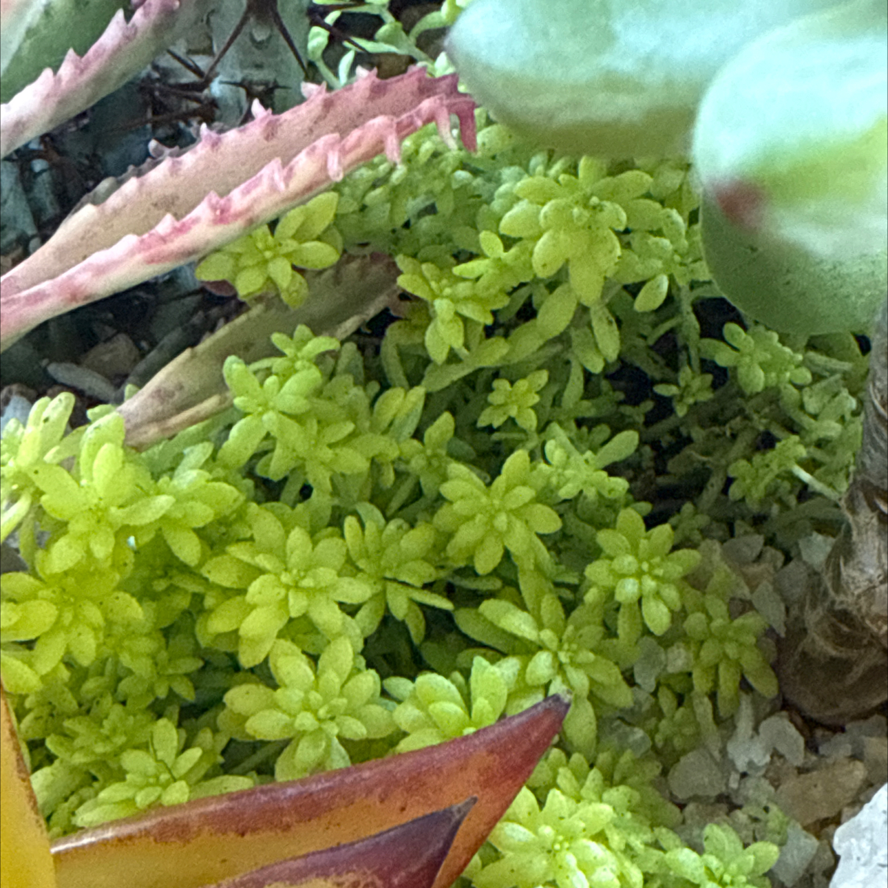 Photo of the plant species Fine Leaf Gold Stonecrop by @Zoso named Muhammad Ali on Greg, the plant care app