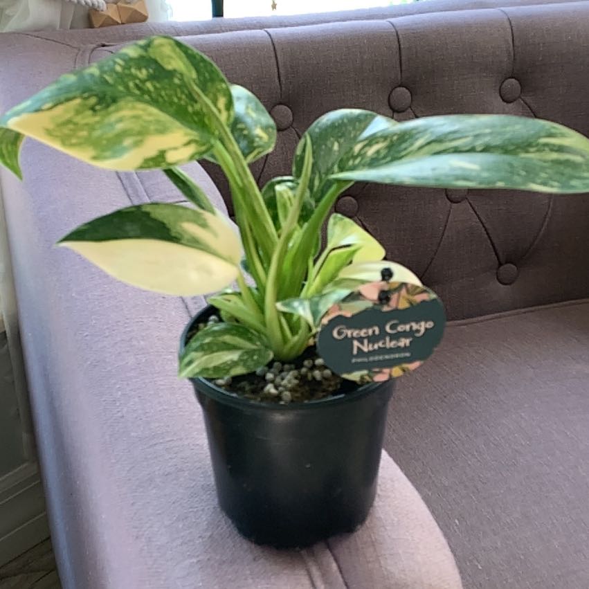 Photo of the plant species Green Congo by @TheMaynards named Bigleef Smalls on Greg, the plant care app