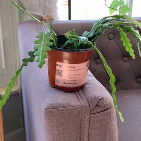 Photo of the plant species shark fin cactus by @TheMaynards named Fernie Saunders on Greg, the plant care app