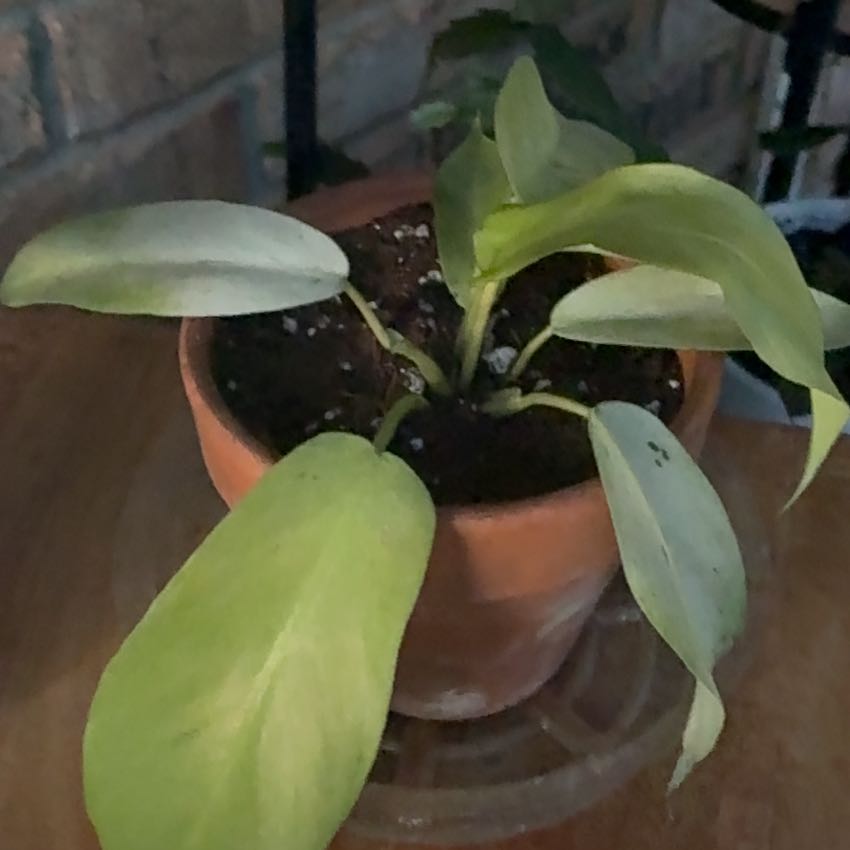 Photo of the plant species Snowdrift by @TheMaynards named Elle on Greg, the plant care app