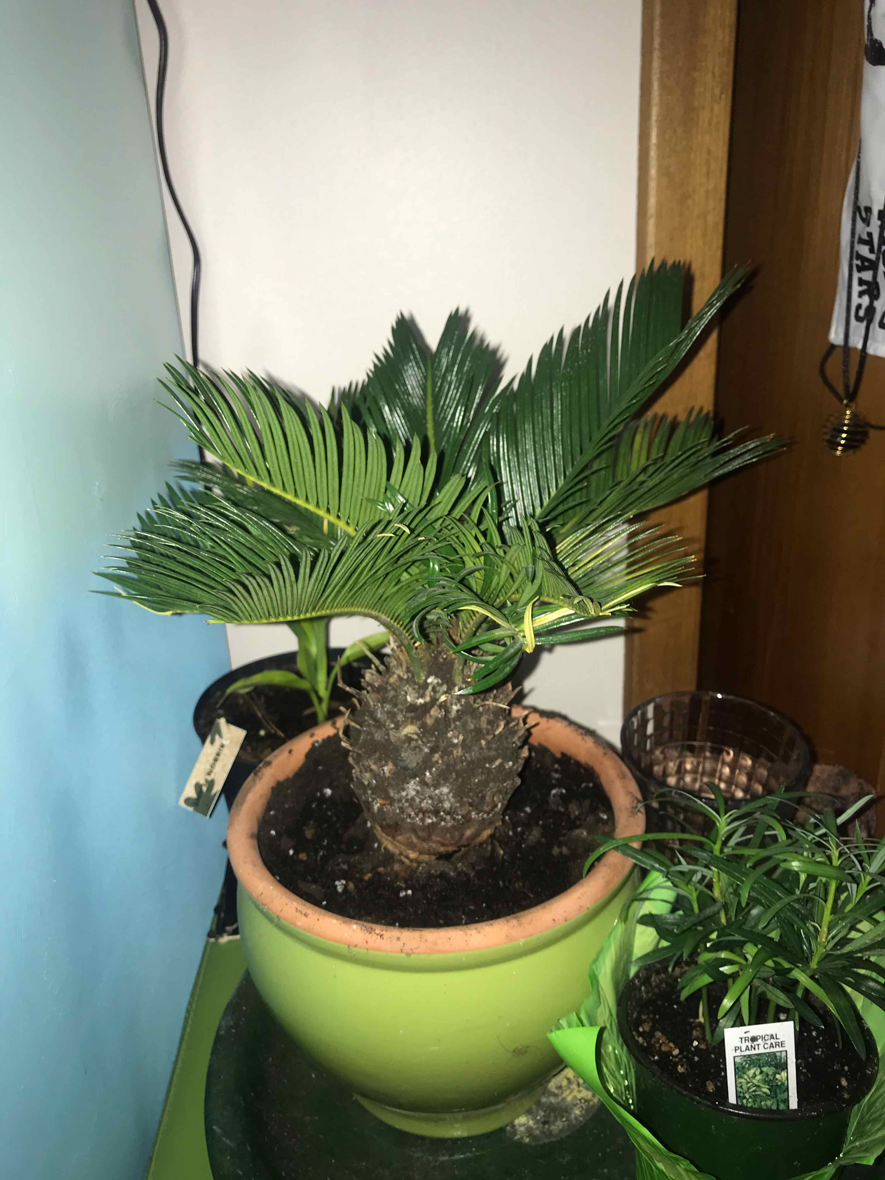 Sago Palm in a pot with healthy green leaves and visible soil.