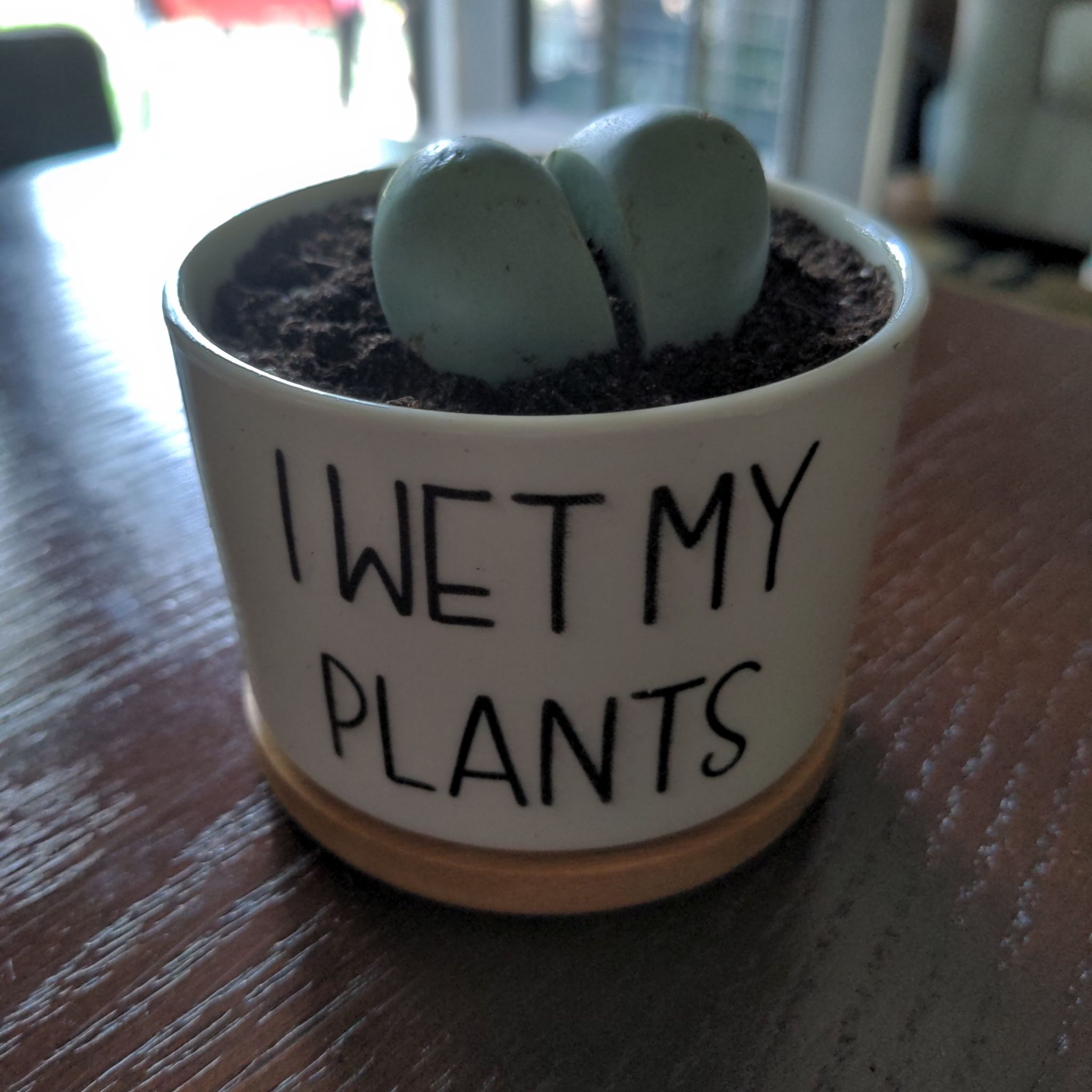 Plant care for Karoo Aizoon on Greg, the plant care app