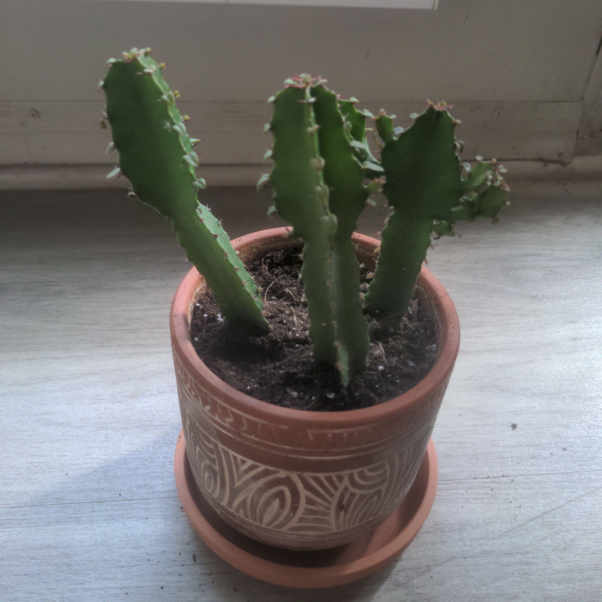 Photo of the plant species Desert Candle Cactus by @WickedGrnThmb named Aristotle on Greg, the plant care app