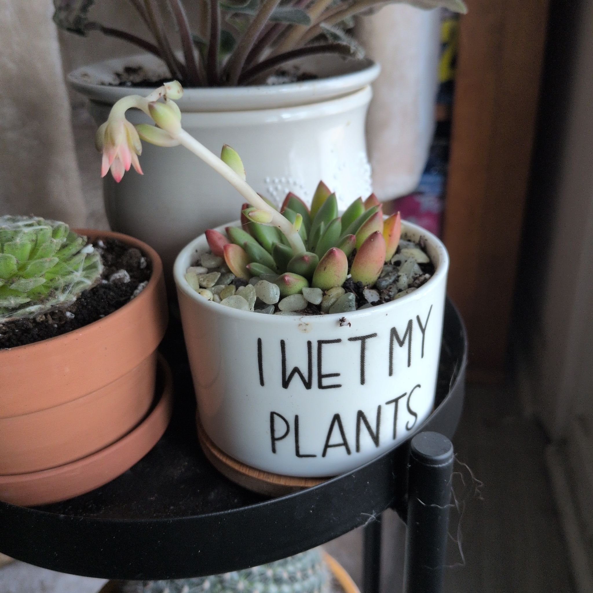 Photo of the plant species Pachyveria Jewel Tone by @WickedGrnThmb named Kendall on Greg, the plant care app