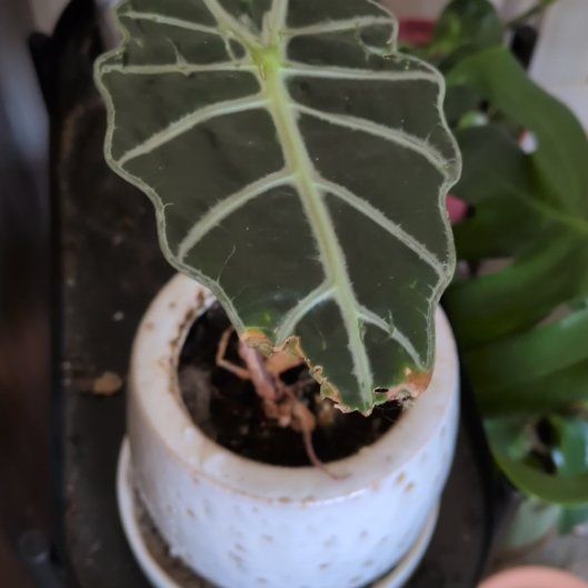Photo of the plant species Alocasia by @WickedGrnThmb named Rowena on Greg, the plant care app