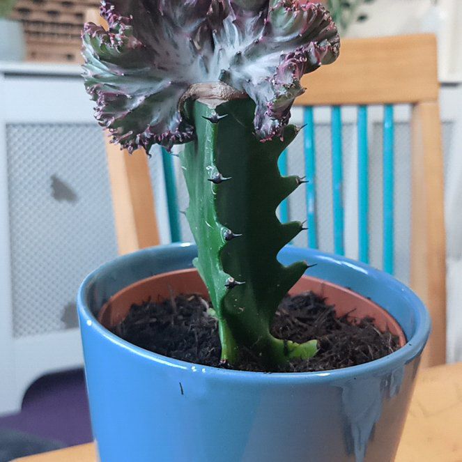 Photo of the plant species christata by @FancyRedalder named Hemingway on Greg, the plant care app