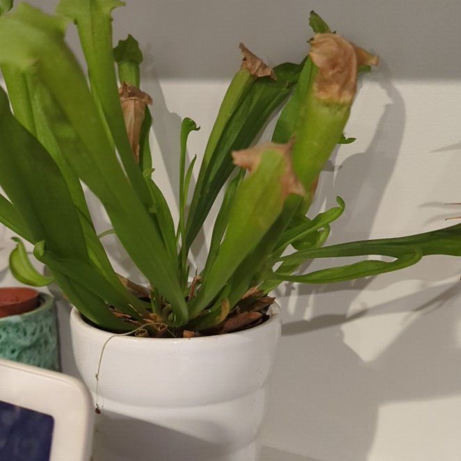 Photo of the plant species Green pitcher plant by @StarPoinsettia named Sigmund on Greg, the plant care app
