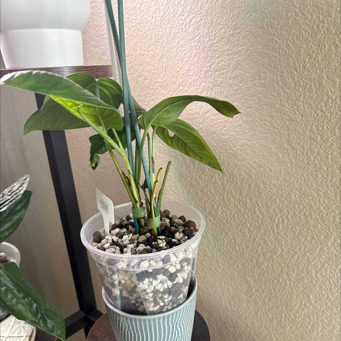 Photo of the plant species Monstera obliqua cf Pangui by @UnrivalledNeem named Apollo on Greg, the plant care app