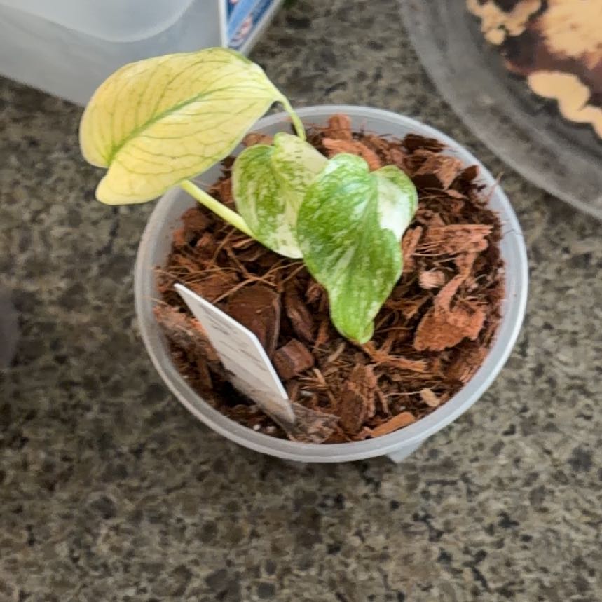 Photo of the plant species Monstera by @UnrivalledNeem named Monstera white on Greg, the plant care app
