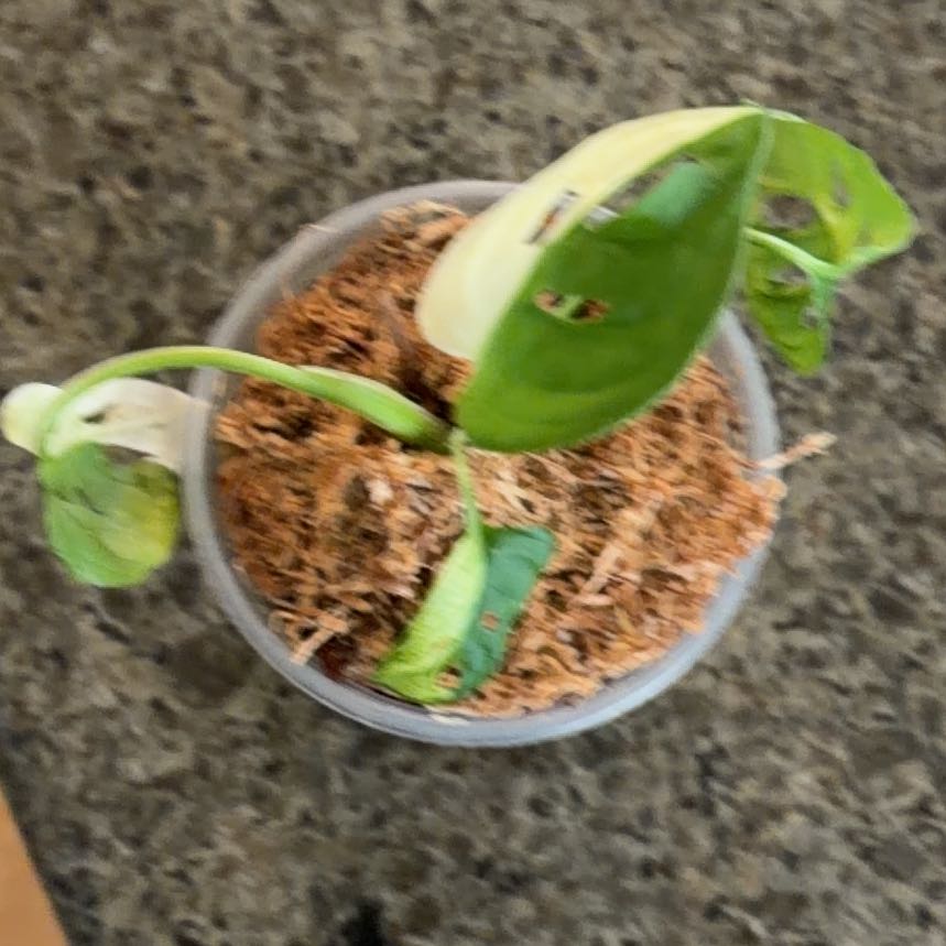 Photo of the plant species Monstera by @UnrivalledNeem named Gregarious on Greg, the plant care app