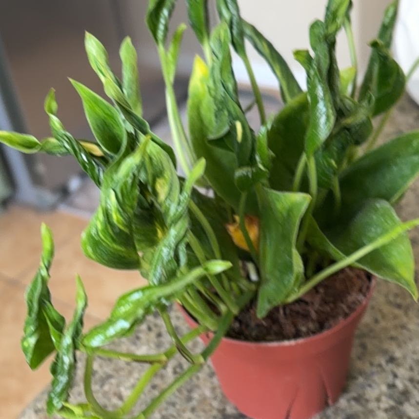 Photo of the plant species Pothos 'Shangri La' by @UnrivalledNeem named Beckham on Greg, the plant care app