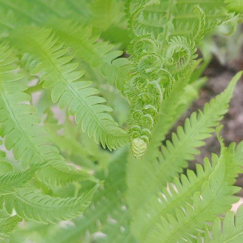 Photo of the plant species Matteuccia by @FinestBlackpine named Zion on Greg, the plant care app