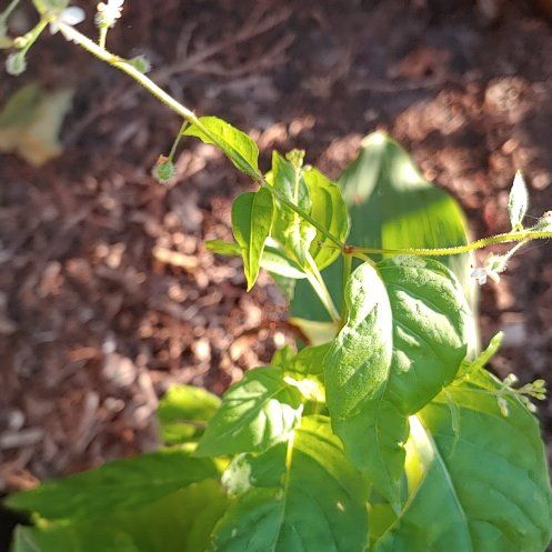 Photo of the plant species Broadleaf Enchanter's Nightshade by @FinestBlackpine named Fernie Mercury on Greg, the plant care app