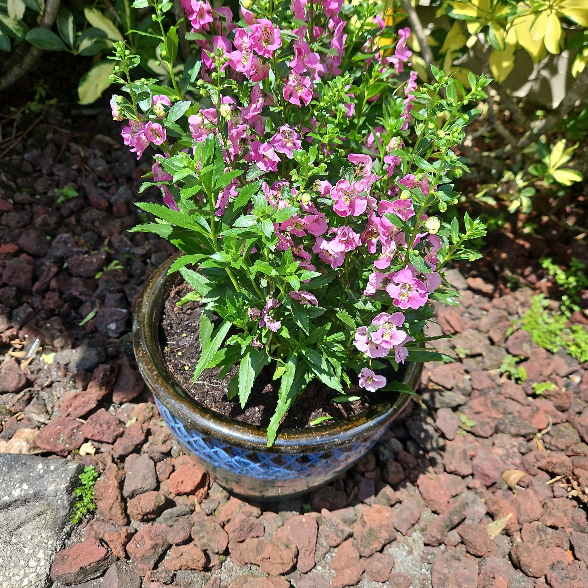 Photo of the plant species Archangel Angelonia by @KinglyHeather named Archie on Greg, the plant care app