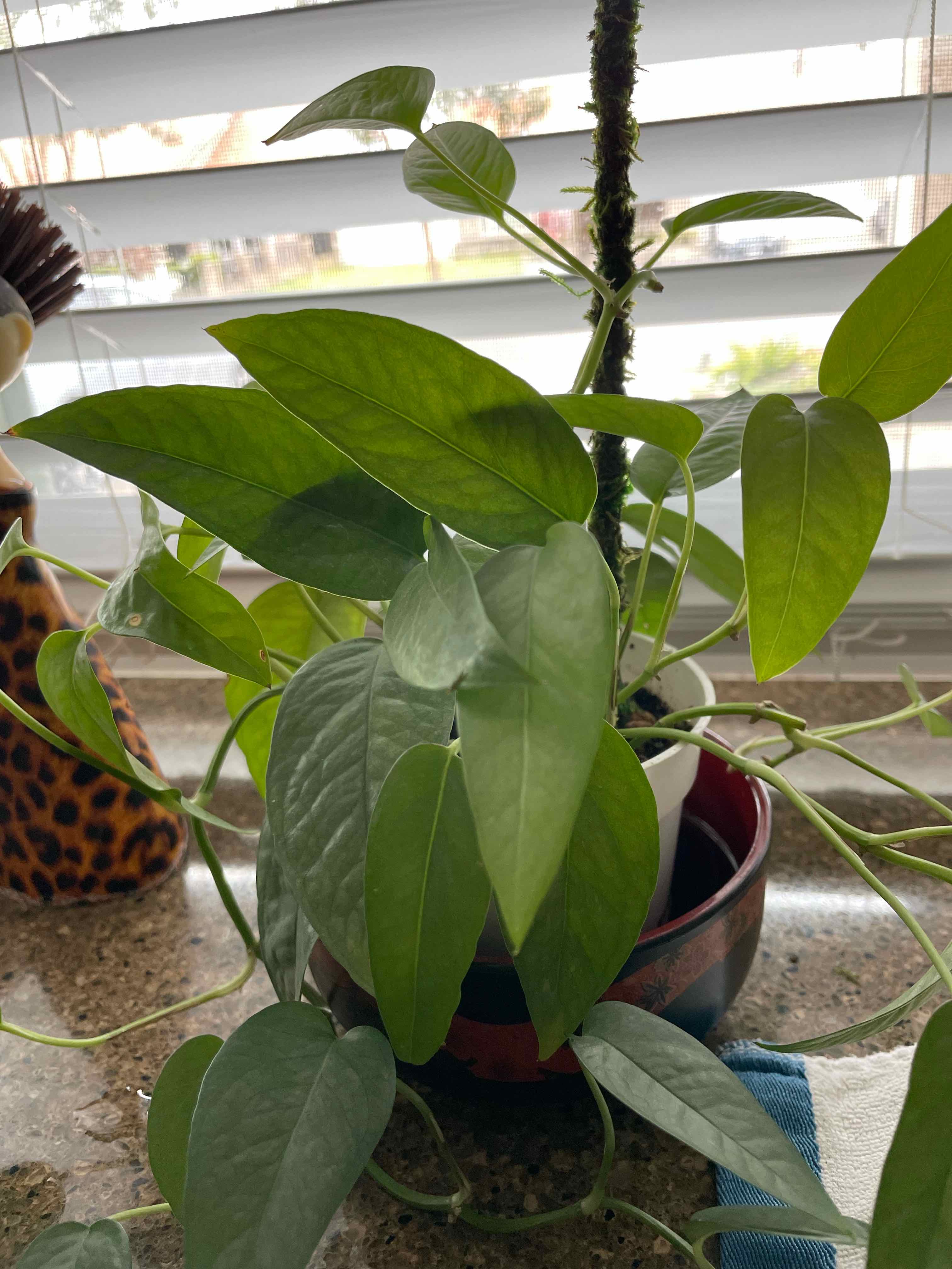 Cebu Blue Pothos plant on a windowsill with healthy green leaves.