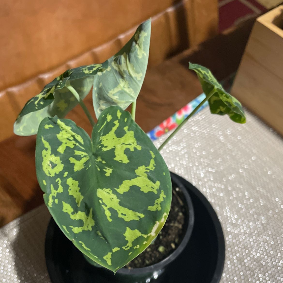 Caladium Hilo Beauty plant with green and yellow variegated leaves in a black pot.