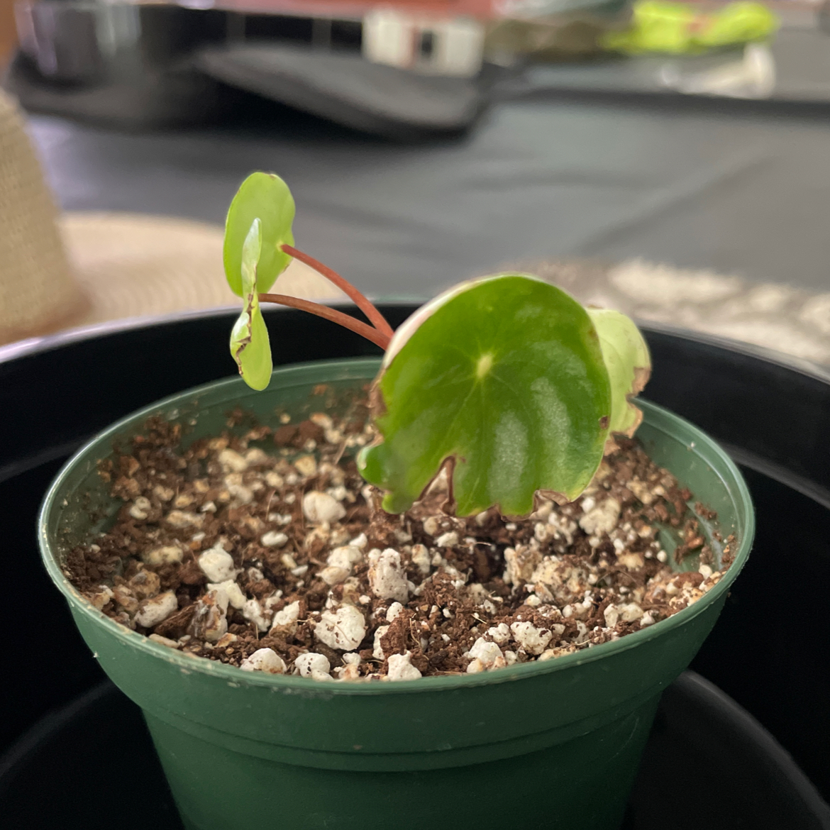 Watermelon Peperomia plant in a green pot with visible soil and some browning on the leaf edges.