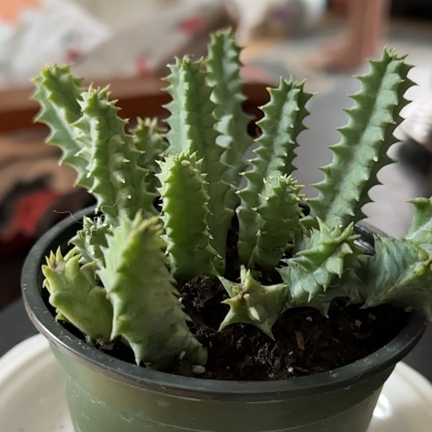 Photo of the plant species Variegated Starfish Flower by @TrustfulRedvein named Lebron on Greg, the plant care app