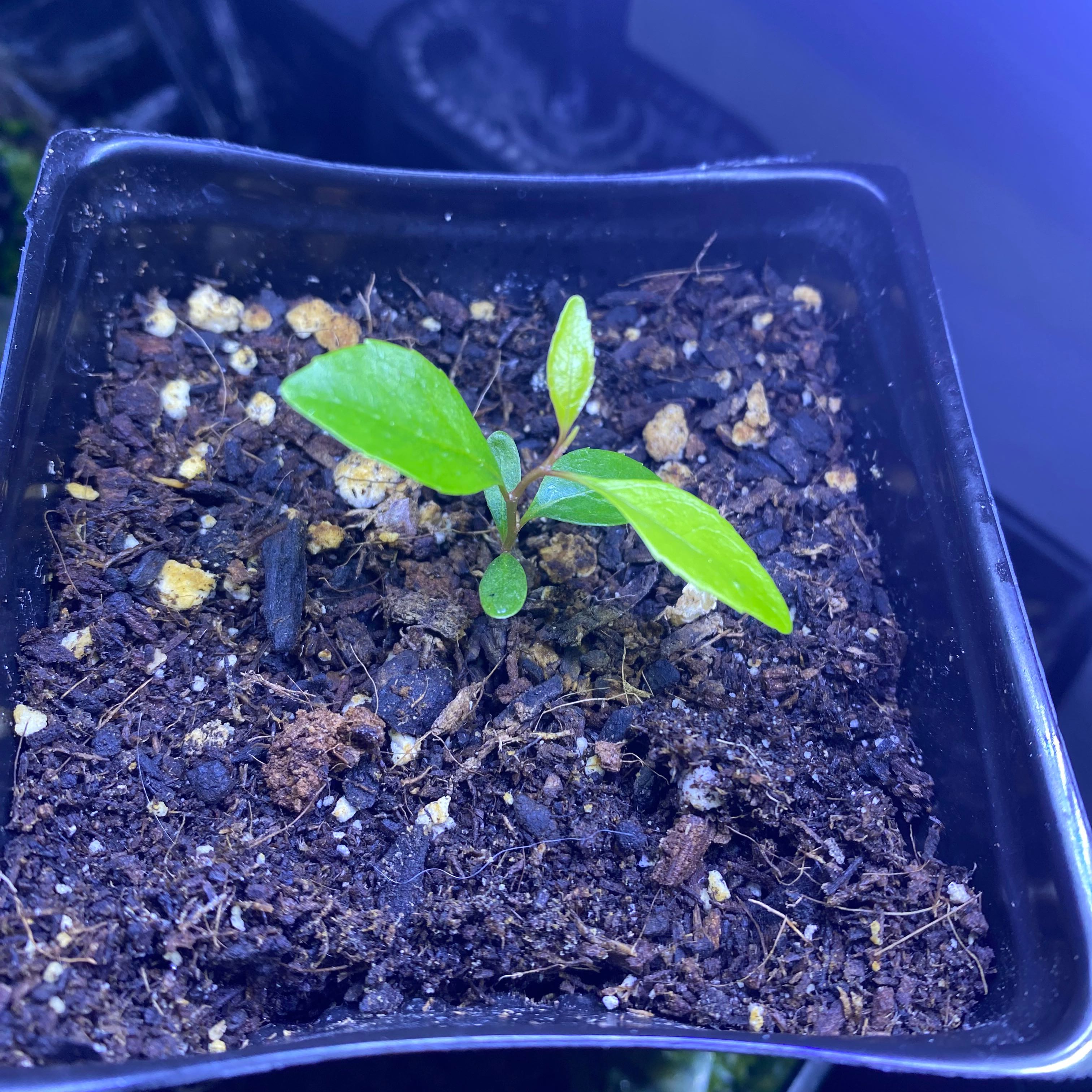Photo of the plant species Khat by @UrbaneSiricote named Leaf Erickson on Greg, the plant care app