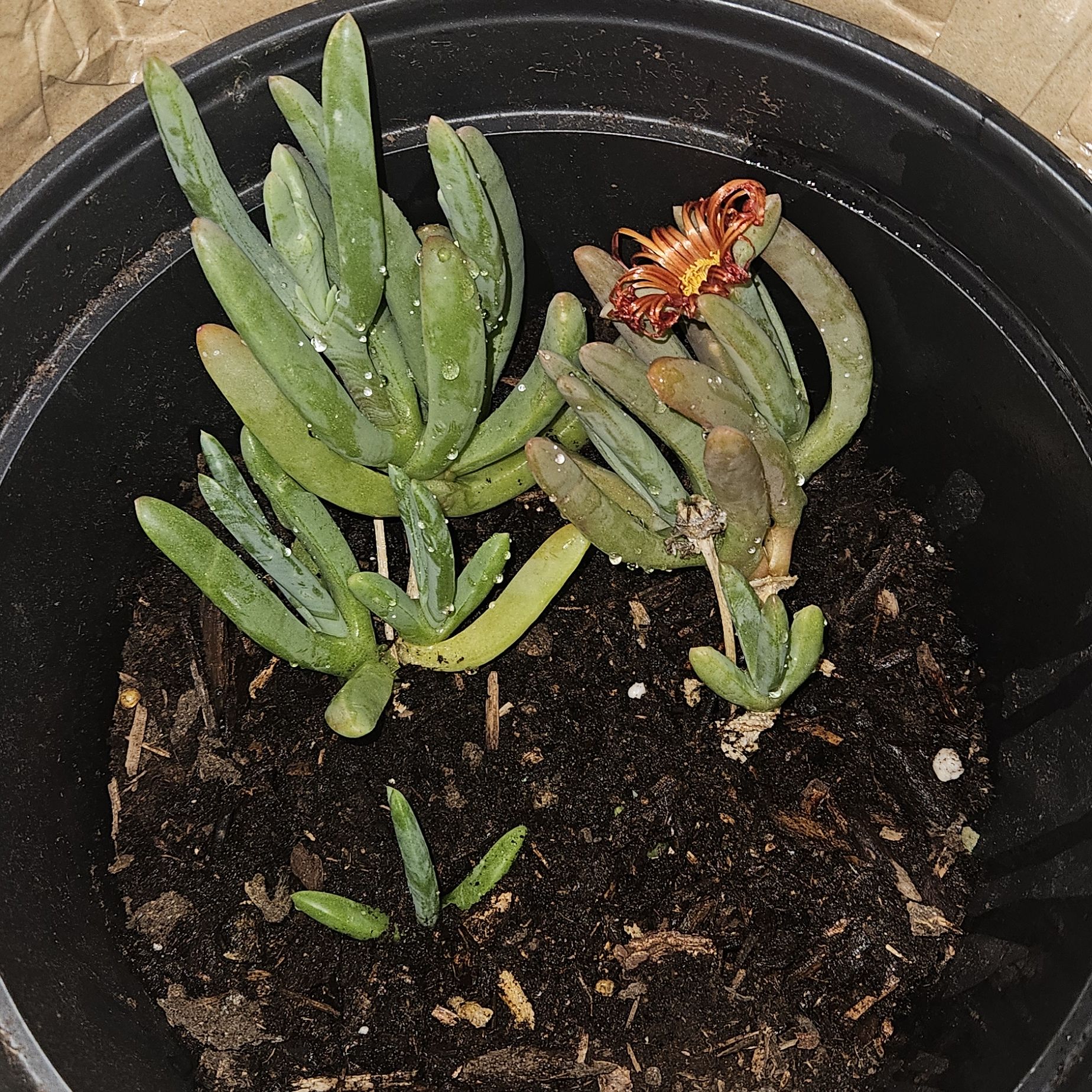 Coppery Mesemb plant in a black pot with visible soil, some browning leaves, and a single flower.