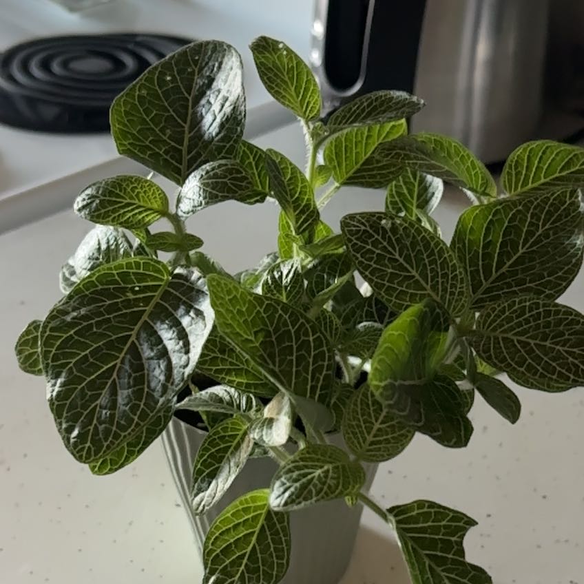 Photo of the plant species Mini White Fittonia by @earthluva named Leilani on Greg, the plant care app