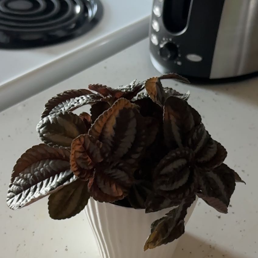 Photo of the plant species Pilea by @earthluva named Doja Cat on Greg, the plant care app