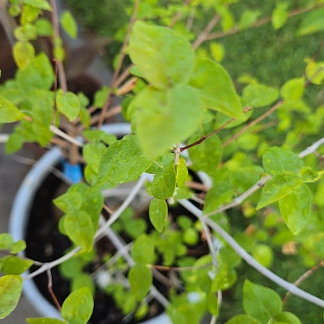 Photo of the plant species Large-Leaved Muehlenbeckia by @YernJavamoss named Bella on Greg, the plant care app