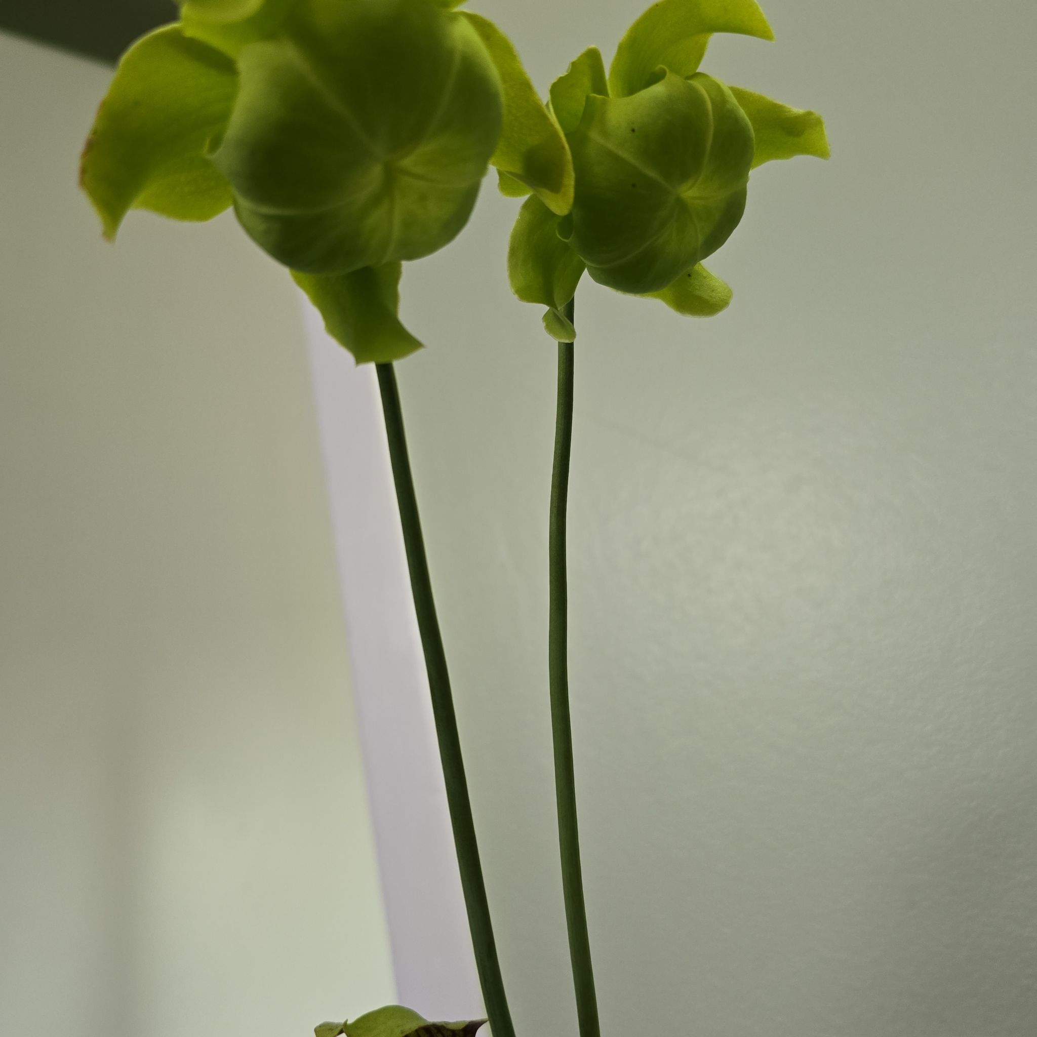 Image of a Yellow Pitcher Plant with two tall stems and green pitcher-like structures.