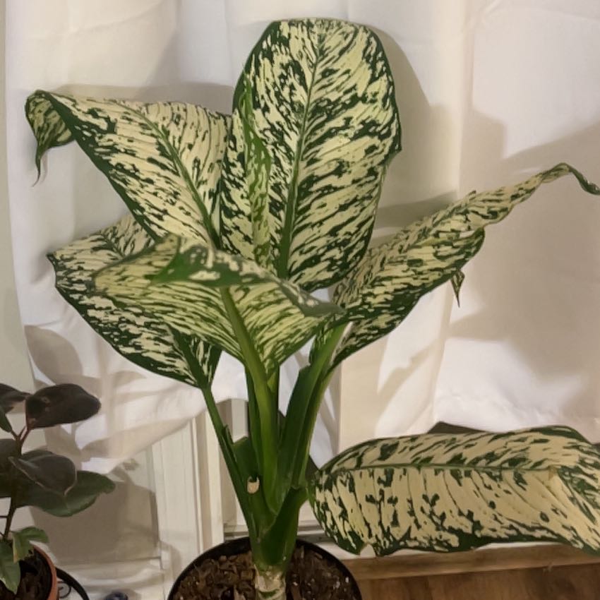 Photo of the plant species White Etna Dieffenbachia by @PumpedupTeatree named Foxxy on Greg, the plant care app