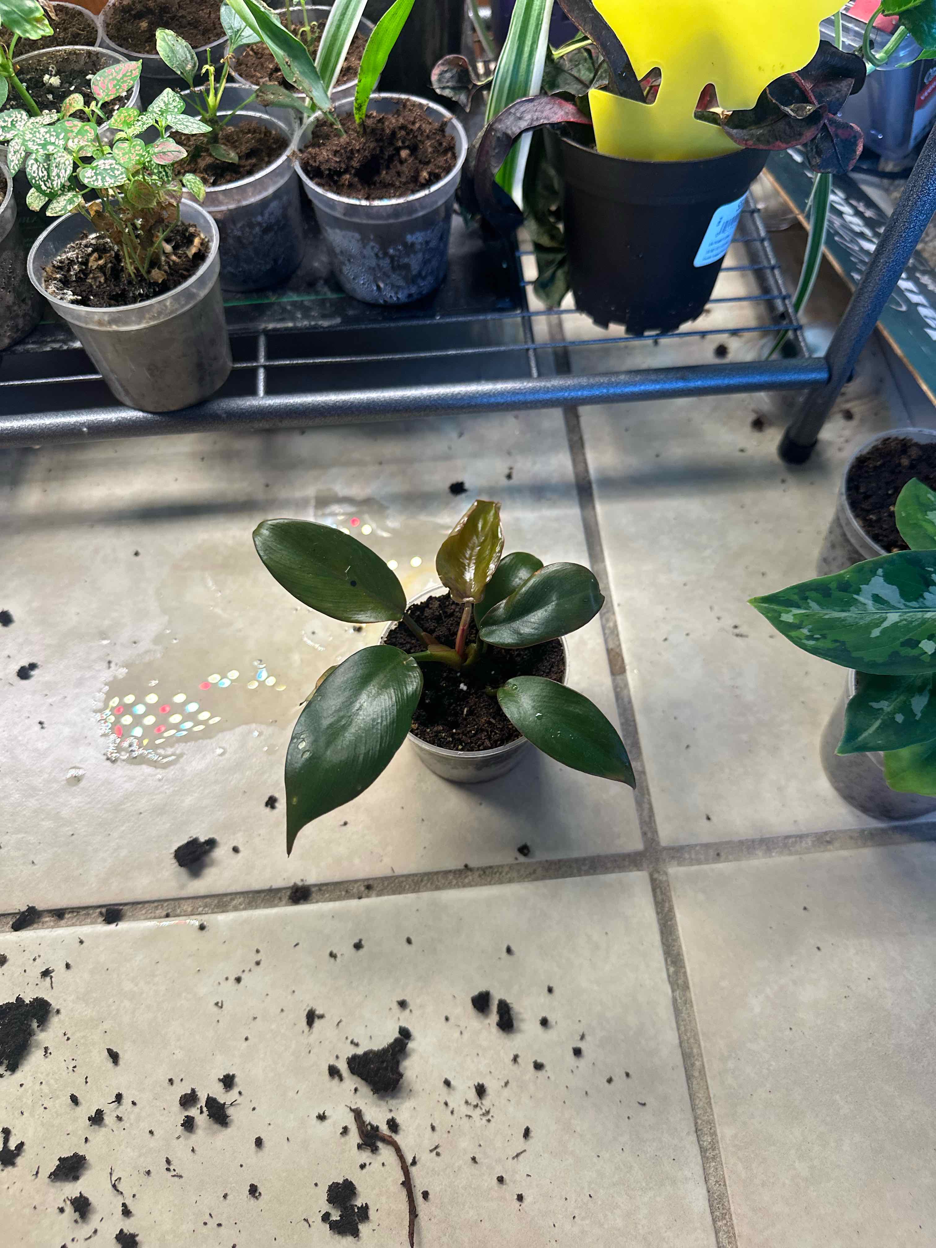 Photo of the plant species Philodendron Royal Queen by @SpicyAlpinefir named Duke on Greg, the plant care app