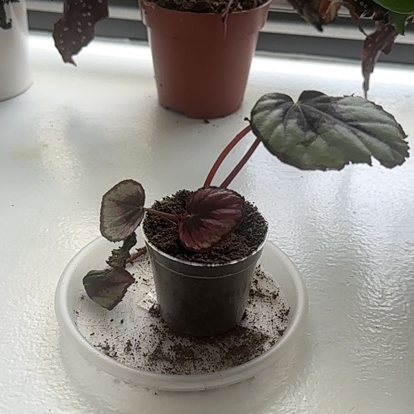 Photo of the plant species Rex Begonia Red Kiss by @SpicyAlpinefir named Fernie Mercury on Greg, the plant care app