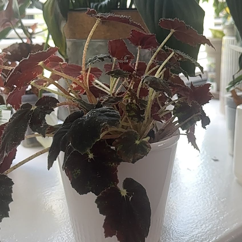 Photo of the plant species Black Velvet Begonia by @SpicyAlpinefir named Morgan Treeman on Greg, the plant care app