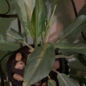 Photo of the plant species Aglaonema 'Green Bowl' by @JauntyTreeivy named Kylie on Greg, the plant care app