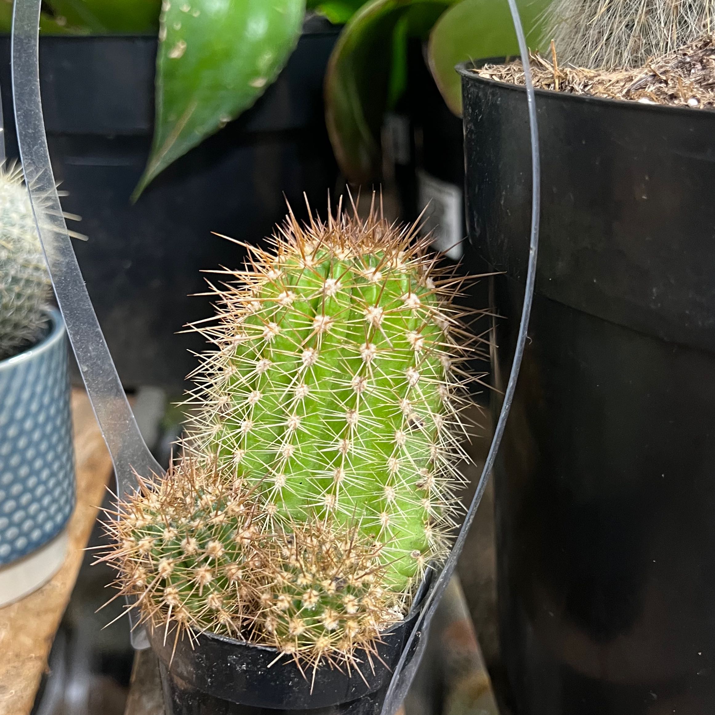 Torch Cactus in a black pot with vibrant green color and well-defined spines.