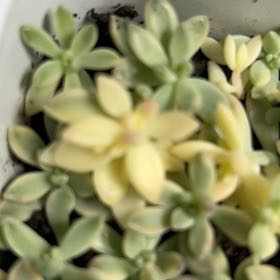 Photo of the plant species Graptopetalum 'Mirinae' by @BabyZelkova named Captain Plant-it on Greg, the plant care app