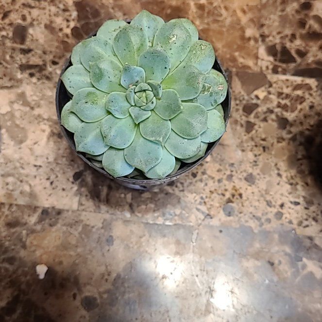 Photo of the plant species Echeveria 'Cris' by @ManlyParsley named Mando on Greg, the plant care app