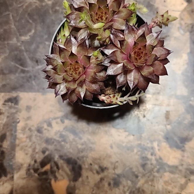 Photo of the plant species Sempervivum 'Red Heart' by @ManlyParsley named Beckham on Greg, the plant care app